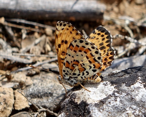 spotted fritillary